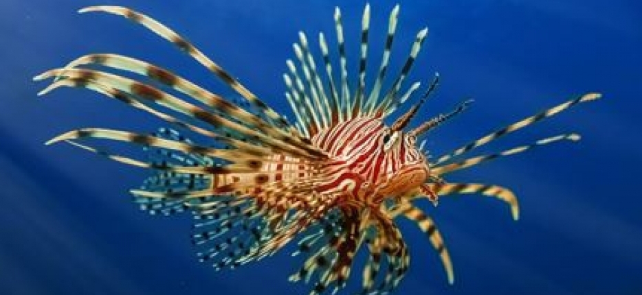 Peixe-leo: estudo da UFC alerta sobre riscos de contaminao pelo consumo da espcie no Cear